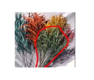 Millet leaf 70-80cm 100g/bundle 0516162 Millet leaf 70-80cm 100g/bundle 0516162