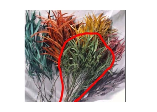 Millet leaf 70-80cm 100g/bundle 0516162