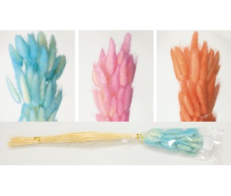 LAGURUS ΔΙΧΡΩΜΟ 60cm 0516163 LAGURUS ΔΙΧΡΩΜΟ 60cm 0516163