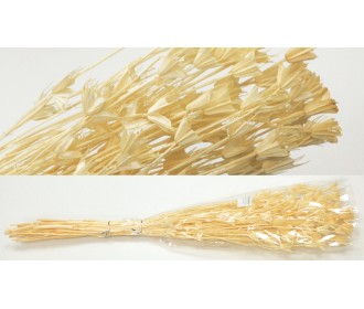 NIGELLA ORIENTALIS ΛΕΥΚΑΜΕΝΟ 50cm 0516165 NIGELLA ORIENTALIS ΛΕΥΚΑΜΕΝΟ 50cm 0516165