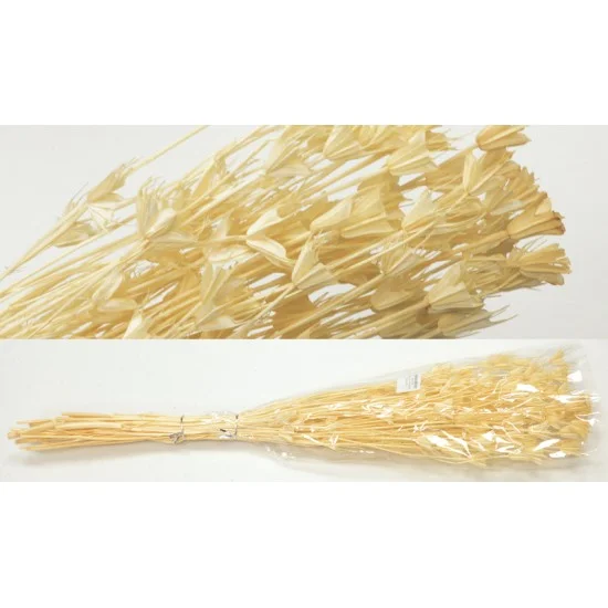 NIGELLA ORIENTALIS ΛΕΥΚΑΜΕΝΟ 50cm 0516165