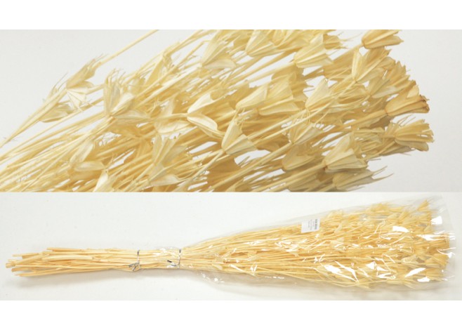 NIGELLA ORIENTALIS ΛΕΥΚΑΜΕΝΟ 50cm 0516165 NIGELLA ORIENTALIS ΛΕΥΚΑΜΕΝΟ 50cm 0516165
