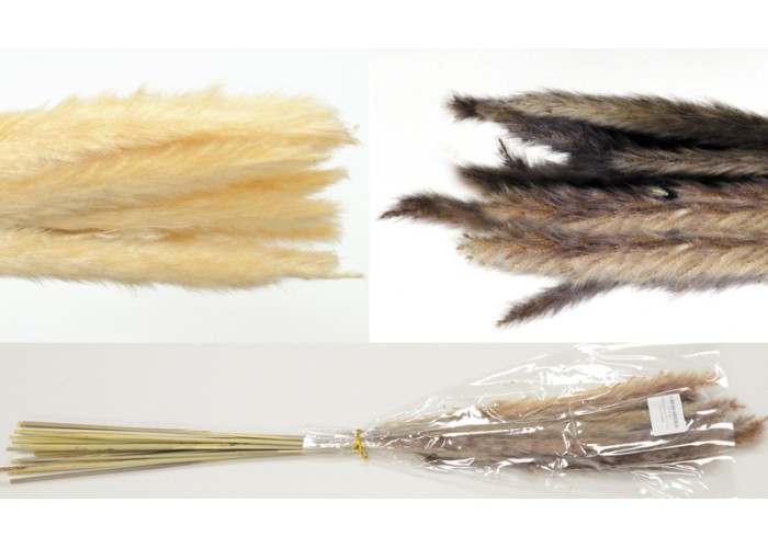 PAMPAS 70cm 0516166