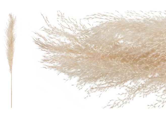 PAMPAS 120cm 0516167 PAMPAS 120cm 0516167