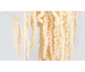 lOVER'S TEAR 70cm 0516168 lOVER'S TEAR 70cm 0516168