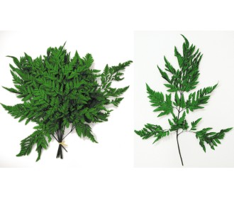 ΦΤΕΡΗ ΠΡΑΣΙΝΗ 30cm 0516169 ΦΤΕΡΗ ΠΡΑΣΙΝΗ 30cm 0516169