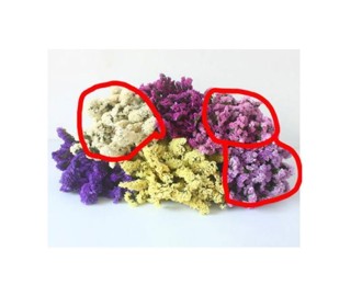 forget-me-not 60-70cm 120g/bundle 0516171 forget-me-not 60-70cm 120g/bundle 0516171