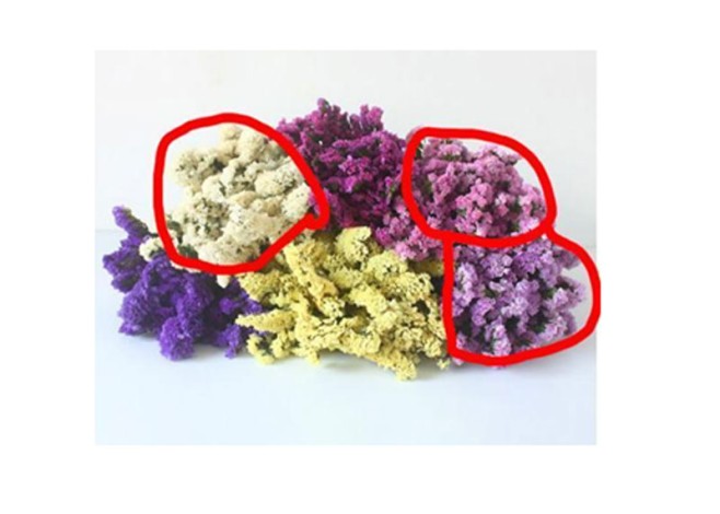 forget-me-not 60-70cm 120g/bundle 0516171