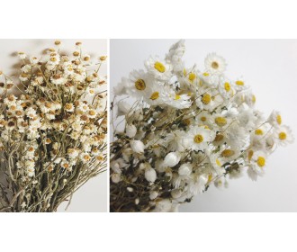 RHODANTHE MANGLESII 60cm 0516173 RHODANTHE MANGLESII 60cm 0516173