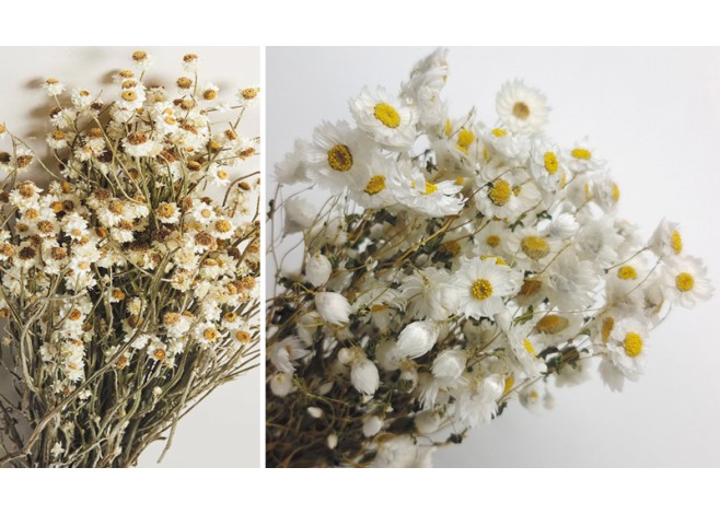 RHODANTHE MANGLESII 60cm 0516173 RHODANTHE MANGLESII 60cm 0516173