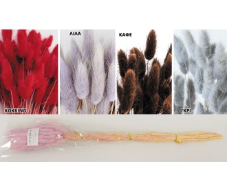 LAGURUS 60cm 0516176 LAGURUS 60cm 0516176