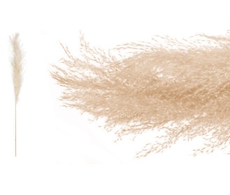 PAMPAS ΦΥΣΙΚΟ 140cm 0516196 PAMPAS ΦΥΣΙΚΟ 140cm 0516196