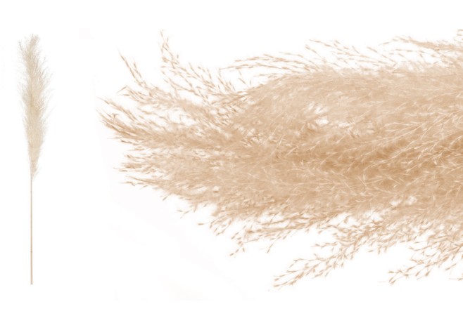 PAMPAS ΦΥΣΙΚΟ 140cm 0516196