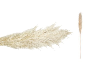 PAMPAS ΕΚΡΟΥ 140cm 0516198 PAMPAS ΕΚΡΟΥ 140cm 0516198