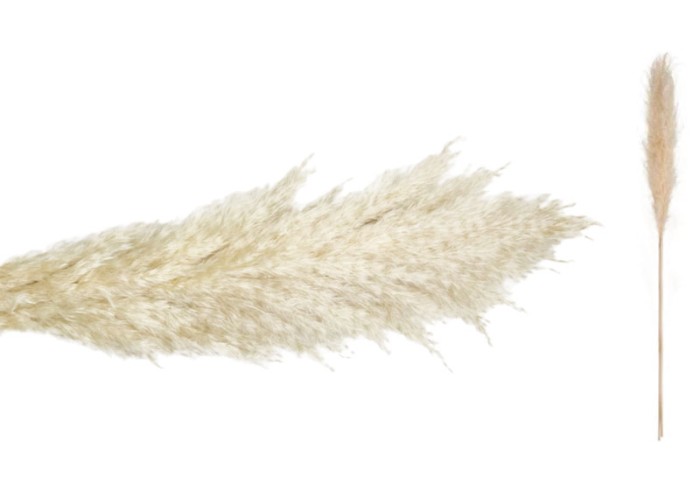 PAMPAS ΕΚΡΟΥ 140cm 0516198 PAMPAS ΕΚΡΟΥ 140cm 0516198
