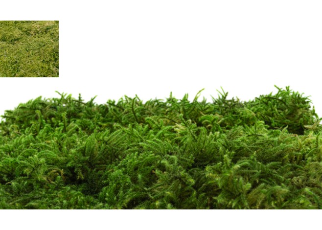 MOSS ΣΥΝΘΕΤΙΚΟ ΤΑΠΗΤΑΣ 2m x 1m 0516214
