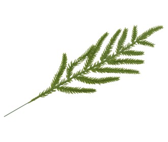ΚΛΑΔΙ ΕΛΑΤΟ 33cm 0530190 ΚΛΑΔΙ ΕΛΑΤΟ 33cm 0530190