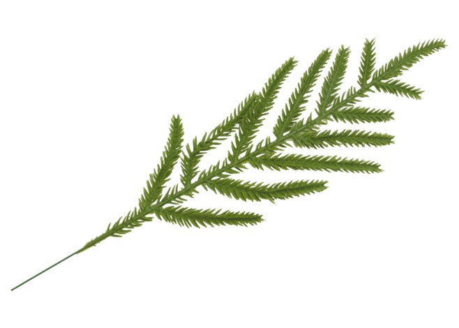 ΚΛΑΔΙ ΕΛΑΤΟ 33cm 0530190