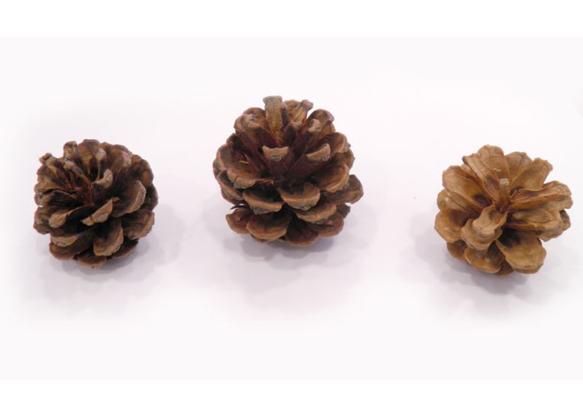 ΚΟΥΚΟΥΝΑΡΙ ΦΥΣΙΚΟ YW062 0531001 ΚΟΥΚΟΥΝΑΡΙ ΦΥΣΙΚΟ YW062 0531001