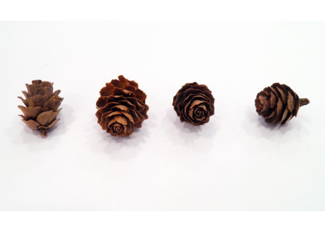 ΚΟΥΚΟΥΝΑΡΙ ΜΙΝΙ ΦΥΣΙΚΟ YW064 0531003 ΚΟΥΚΟΥΝΑΡΙ ΜΙΝΙ ΦΥΣΙΚΟ YW064 0531003