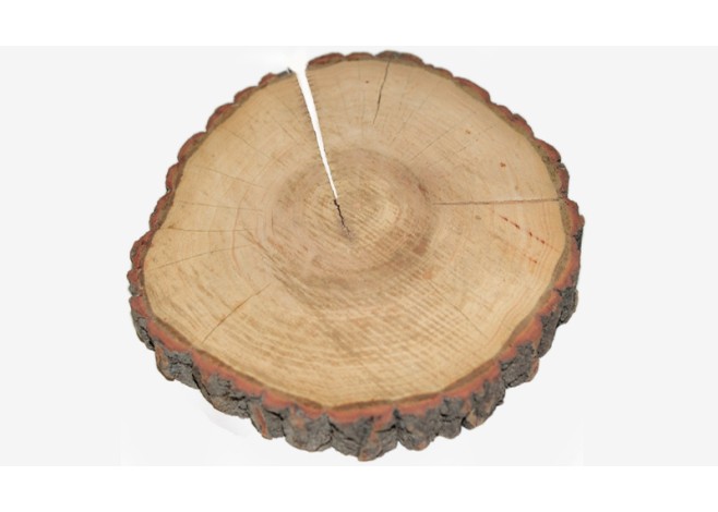 ΚΟΡΜΟΣ ΔΕΝΤΡΟΥ ΠΑΧΥΣ 16-20cm x 3cm 0619034 ΚΟΡΜΟΣ ΔΕΝΤΡΟΥ ΠΑΧΥΣ 16-20cm x 3cm 0619034