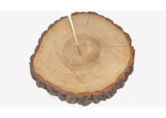 ΚΟΡΜΟΣ ΔΕΝΤΡΟΥ ΠΑΧΥΣ 16-20cm x 3cm 0619034 ΚΟΡΜΟΣ ΔΕΝΤΡΟΥ ΠΑΧΥΣ 16-20cm x 3cm 0619034