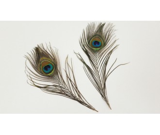 ΦΤΕΡΑ ΠΑΓΩΝΙΟΥ 7cm x 30cm HJ971571 0621092 ΦΤΕΡΑ ΠΑΓΩΝΙΟΥ 7cm x 30cm HJ971571 0621092