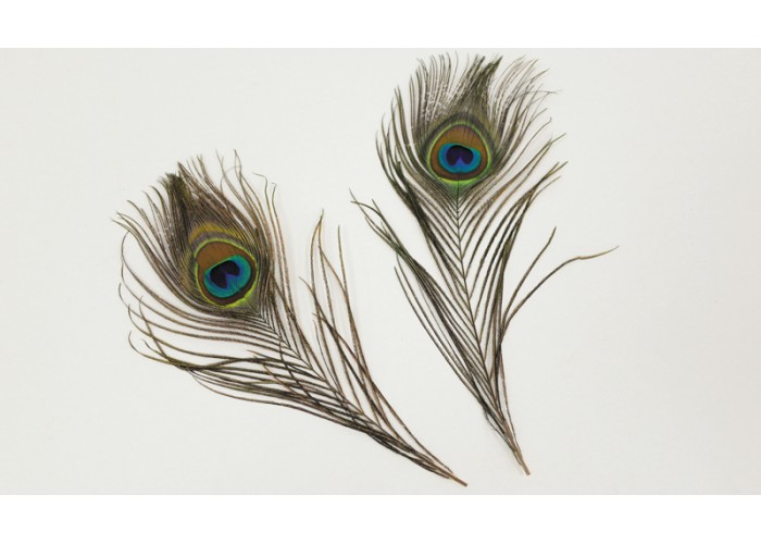 ΦΤΕΡΑ ΠΑΓΩΝΙΟΥ 7cm x 30cm HJ971571 0621092 ΦΤΕΡΑ ΠΑΓΩΝΙΟΥ 7cm x 30cm HJ971571 0621092