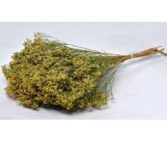 BROOM BLOOM 50cm 0924000 BROOM BLOOM 50cm 0924000