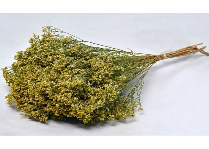 BROOM BLOOM 50cm 0924000