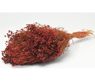 BROOM BLOOM ΜΠΟΡΝΤΟ 50cm 0924005