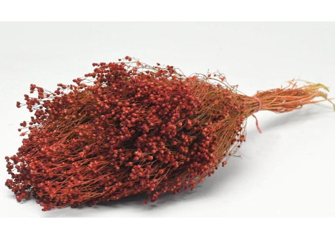 BROOM BLOOM ΜΠΟΡΝΤΟ 50cm 0924005 BROOM BLOOM ΜΠΟΡΝΤΟ 50cm 0924005