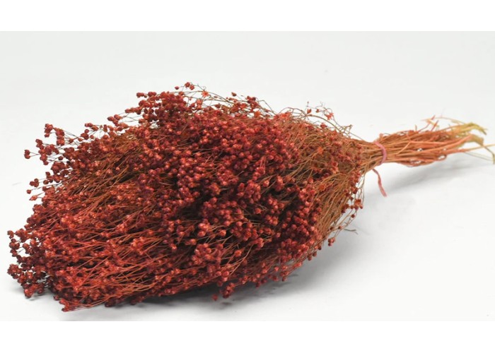 BROOM BLOOM ΜΠΟΡΝΤΟ 50cm 0924005