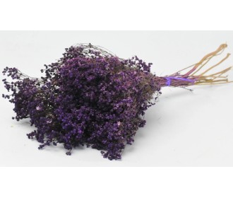BROOM BLOOM ΜΩΒ 50cm 0924008 BROOM BLOOM ΜΩΒ 50cm 0924008