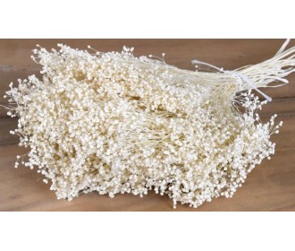 BROOM BLOOM ΕΚΡΟΥ 100gr 0924030