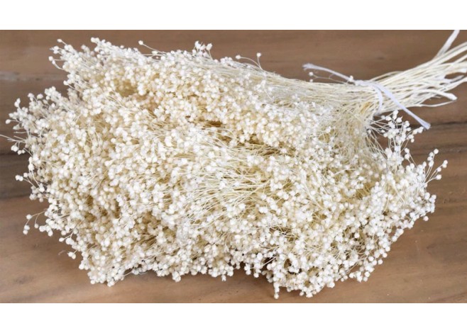 BROOM BLOOM ΕΚΡΟΥ 100gr 0924030 BROOM BLOOM ΕΚΡΟΥ 100gr 0924030