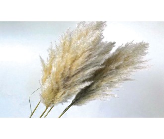 PAMPAS ΦΥΣΙΚΟ 110cm 0928900 PAMPAS ΦΥΣΙΚΟ 110cm 0928900
