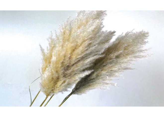 PAMPAS ΦΥΣΙΚΟ 110cm 0928900 PAMPAS ΦΥΣΙΚΟ 110cm 0928900