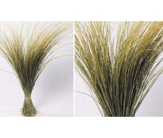 BEACH GRASS XL 120cm 0934500 BEACH GRASS XL 120cm 0934500