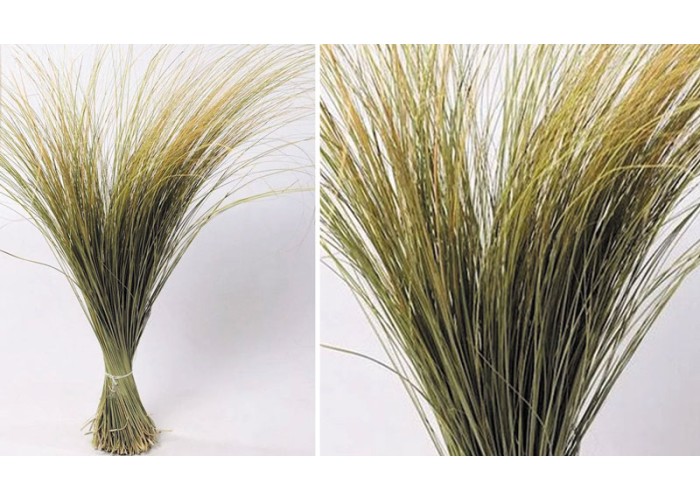 BEACH GRASS XL 120cm 0934500