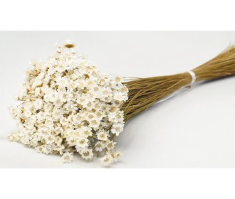 Glixia ΛΕΥΚΑΜΕΝΟ 45cm 0943000 Glixia ΛΕΥΚΑΜΕΝΟ 45cm 0943000