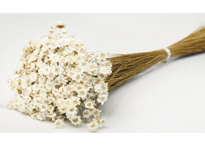 Glixia ΛΕΥΚΑΜΕΝΟ 45cm 0943000 Glixia ΛΕΥΚΑΜΕΝΟ 45cm 0943000