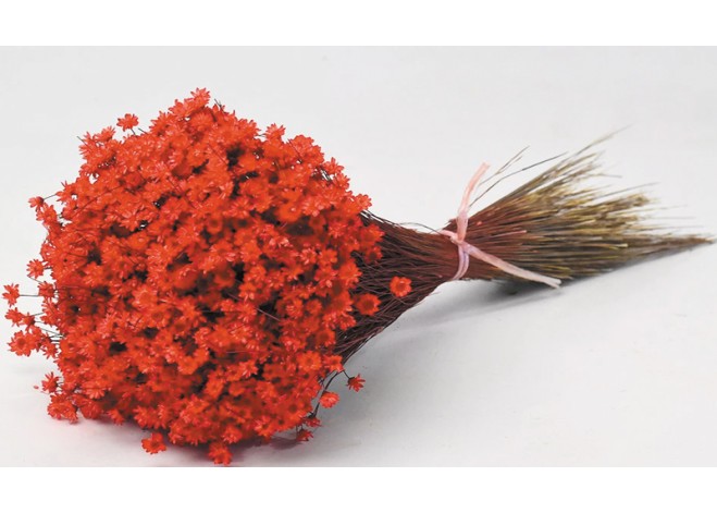 Glixia ΚΟΚΚΙΝΟ 30cm 0943005 Glixia ΚΟΚΚΙΝΟ 30cm 0943005