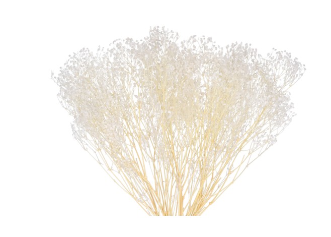 GYPSOPHILA 100gr ΛΕΥΚΑΜΕΝΟ 35cm 0944030 GYPSOPHILA 100gr ΛΕΥΚΑΜΕΝΟ 35cm 0944030