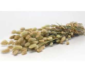 LAGURUS 70cm ΦΥΣΙΚΟ 0952500