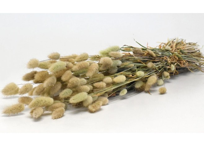 LAGURUS 70cm ΦΥΣΙΚΟ 0952500 LAGURUS 70cm ΦΥΣΙΚΟ 0952500