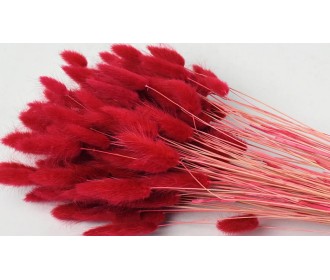 LAGURUS 65cm ΚΟΚΚΙΝΟ 0952505 LAGURUS 65cm ΚΟΚΚΙΝΟ 0952505