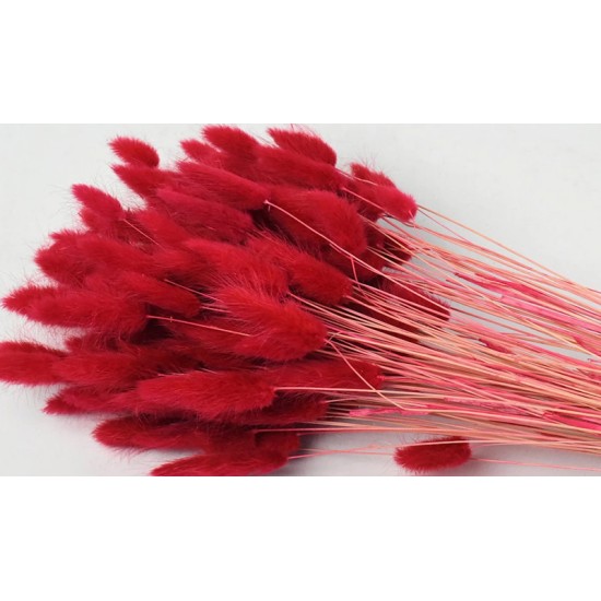 LAGURUS 65cm ΚΟΚΚΙΝΟ 0952505 LAGURUS 65cm ΚΟΚΚΙΝΟ 0952505