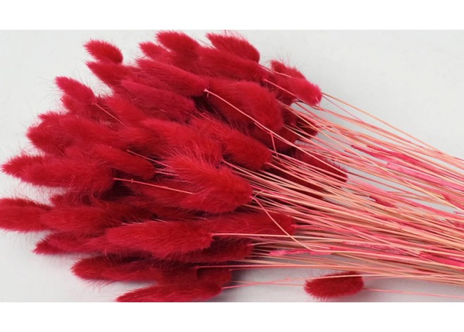 LAGURUS 65cm ΚΟΚΚΙΝΟ 0952505 LAGURUS 65cm ΚΟΚΚΙΝΟ 0952505