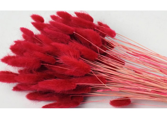 LAGURUS 65cm ΚΟΚΚΙΝΟ 0952505 LAGURUS 65cm ΚΟΚΚΙΝΟ 0952505